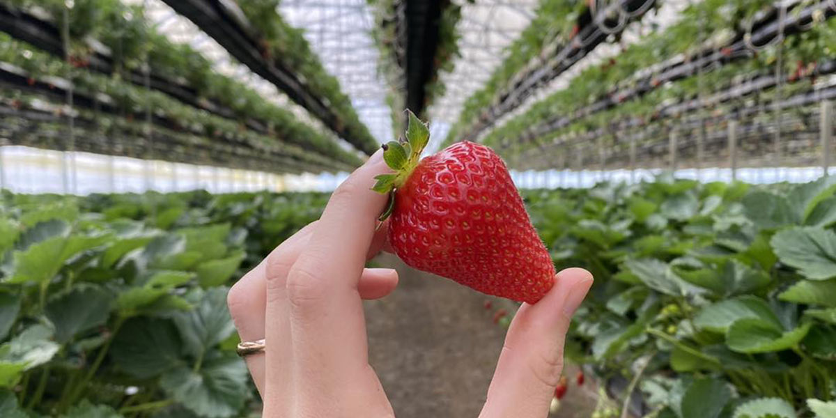 Fragole, grazie alla serra hi-tech si risparmia acqua e suolo